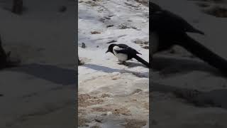 #magpie eating snow