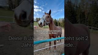 Alles passiert aus einem Grund.. 🥹 #horse#equestrian#pferde#trending#viral#viralvideo#shorts