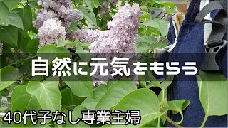 【４０代子なし専業主婦】冷凍食品購入品｜ビタミン注射｜大通公園ライラック祭り｜猫