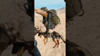 Dog jumps off helicopter(⚠️)