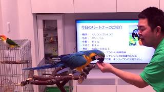 旧旧バージョン_1.ご挨拶 インコの為のボランティア ハッピーインコ