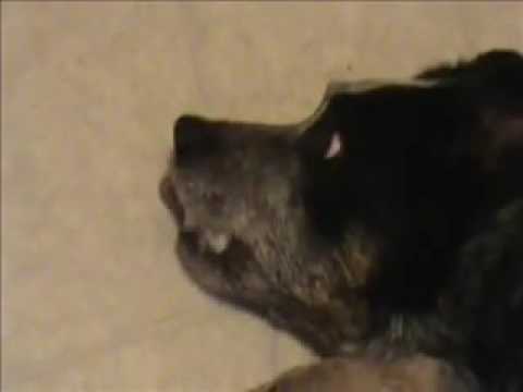 Dog Seizure YouTube Dog Seizure YouTube