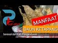 Manfaat Daun Ketapang Kering Menetralkan PH air Aquarium ataupun kolam ikan