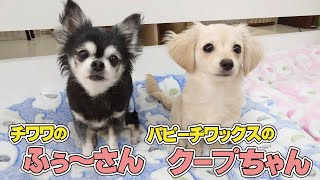 チワワのふぅ～さんとパピーチワックスのクープちゃん　🐶ひみつきちなう！#1🐶  (チワワ チワックス トイプードル ポメラニアン 柴犬 ミニチュアブルテリア ミックス犬) 2022年2月15日