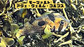 「ヒトヅラ（人面）ハリセンボン」「Black-blotched porcupinefish」【4k 水中 UNDERWATER GoPro9】【宮古島　海　サンゴ　魚　シュノーケリング　水族館　観光】