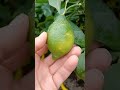 lemons give birth to a plant in one minute 365 days from the fruit for free lemons shorts orto