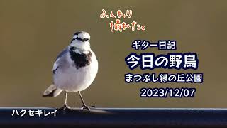 ギター日記　今日の野鳥　・　まつぶし緑の丘公園　2023年12月7日