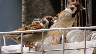 1170.　お客さまが少なくなった、雀のお食事処