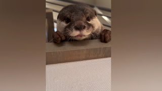 Otter Melonpan~Daddy! If you don't come up, I will come down😁🥰|Cute Otter  #otternoise #ottervideos