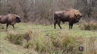 Excursie de duminica. Idei excursii. Zimbraria Neagra Bucsani