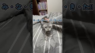 尻を叩かれてテンション上がって走り出す猫 #shorts