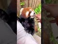 Where is the promised apple, honey?🤤🤤🤤#fy #fyp #trending #cute #adorable #redpanda