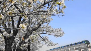 2024大田区花見43★森ヶ崎海岸公園☆大島桜★撮影：4月2日