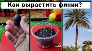 Финик из косточки. Как вырастить финиковую пальму?