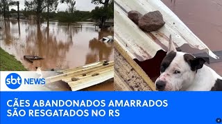 Equipe do SBT salva dois cães abandonados e amarrados durante enchente em Porto Alegre-RS