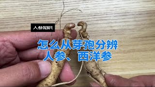 如何分辨人参和西洋参