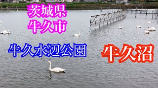 牛久水辺公園　白鳥がいっぱい　茨城県牛久市牛久沼