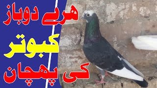 Haray Dobaz Kabootar Ki Pehchan aur Parakh in Pigeon Ustadi