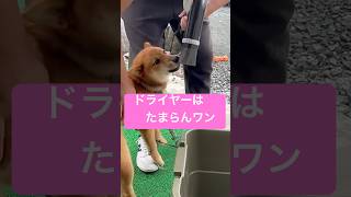 ドライヤーっていいなぁ3  #柴犬 #犬 #愛犬 #癒し#ドライヤー#シャンプー