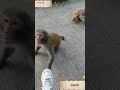 warmly video sokyaa u0026 og relaxing as human shorts short monkey