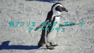 【南アフリカ】ボルダーズビーチのケープペンギン