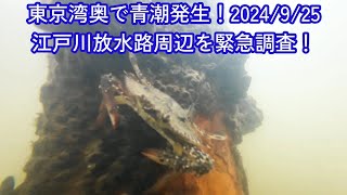 青潮が発生！(2024/9/25)江戸川放水路周辺を調査！ハゼ釣りはどうなる？【東京湾】【三番瀬】【潮干狩り】【ハゼ釣り】