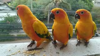 นกแก้ว - ซันคอนัวร์ -สีสันสดใสน่ารัก  เสียงคมชัด100%/Sun Conure Parrot