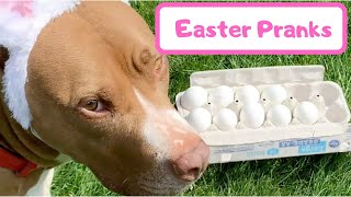 EASTER PRANKS | Robby and Penny