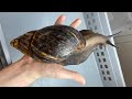 Largest Snail in the world Lifecycle