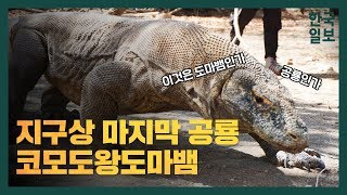 인도네시아의 지배자 '코모도왕도마뱀'