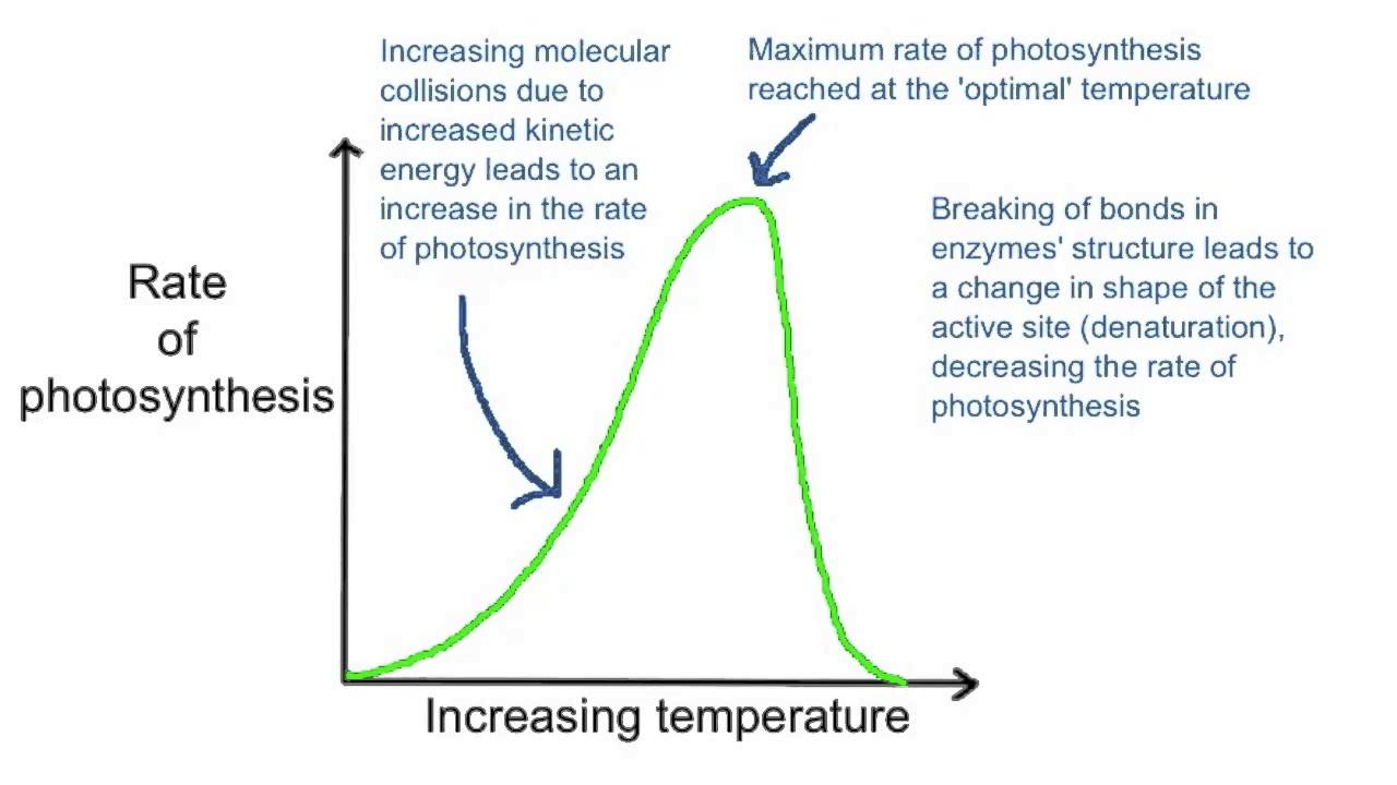 Light Intensity And Photosynthesis Graph