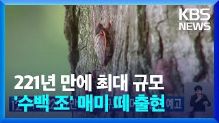 미국, 221년 만에 최대 규모 매미 떼 출현 예고 [기후는 말한다] / KBS  2024.04.22.