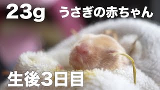 生後3日目！うさぎの家族の成長記録。【Rabbit】【子ウサギ】#51