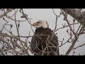 bald eagle calling