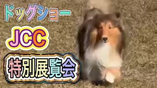 【シェルティ】【ドッグショー】JCC特別展覧会　2024/12/1 #shetlandsheepdog #sheltie