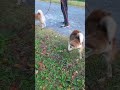 枯葉の上でマーキングするまでが長い♂を待って進む♀柴犬 shorts