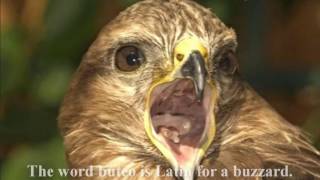 Common buzzard is a world famous Eagle