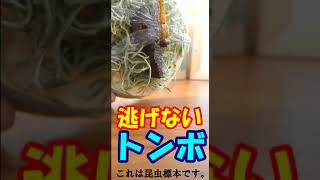 【昆虫ジオラマ標本】逃げないトンボ