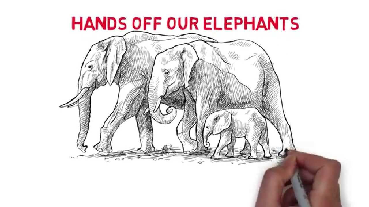 Hands Off Our Elephants - YouTube