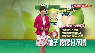 柚子.文旦分不清 中秋送禮霧煞煞－民視新聞