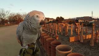 ヨウムのクリック散歩の時間ですよ！【鳥散歩】