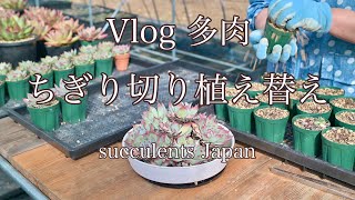 多肉 Vlog 伸びた多肉の植え替え 2024.12