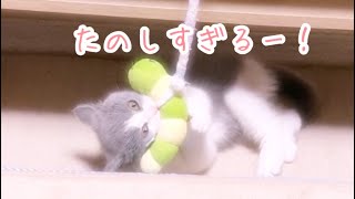 【子猫vlog】寝る前のひと遊び🐱❤