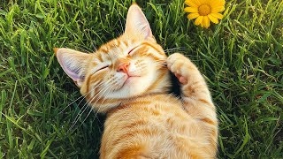 Calming Music for Anxious Cats: Soothing Sounds for Deep Relaxation and Sleep