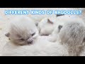 DIFFERENT COLORS AND PATTERNS OF RAGDOLL CATS / Guess which we will have! / Animal Cuteness Overload