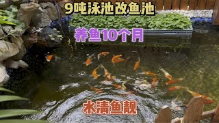 9吨泳池改鱼池养鱼10个月，入池27 条鱼无一损耗，如何做到的