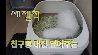 친구똥을 덮어주는 착한고양이(no talking) A good cat to help a friend 友達を助けてくれる優しい猫