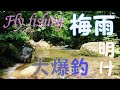 【フライフィッシング】梅雨明けは大爆釣！①(Seven forest fishing)