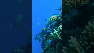 Beautiful Relaxing Music, Underwater Tropical fish, Coral reefs, Sea Turtles in 4k