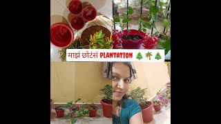 माझं छोटंसं plantation /Towards gardening #tree #gardening  @mrsmaltavlogkarjatkar